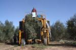 Ag-Right over-the-row harvester in olive orchard: Harvest process