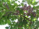 Ripe 'Improved French' dried plum (Prunus domestica)