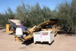 Erick Neilsen Enterprises trunk-shaking harvester in olive orchard: harvester enters the row