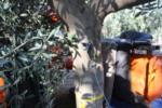 Neilsen harvester using a trunk-shaking Noli head in olive orchard: Instrument on trunk to test displacement