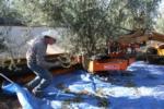 Neilsen harvester using a trunk-shaking Noli head in olive orchard: Uriel Rosa, UC agricultural engineer, observes harvester operation