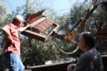 Hutchinson canopy-sharing harvester in olive orchard: Art Hutchinson and Uriel Rosa, UC agricultural engineer