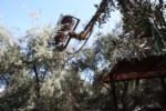 Hutchinson canopy-sharing harvester in olive orchard: rake in tree canopy