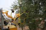 Wheelrake harvester in olive orchard: Wheelrake in motion