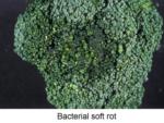 Bacterial Soft Rot