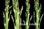 Asparagus Flower Initiation