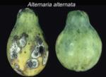 Alternaria Rot Following Chilling