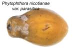 Phytophthora Stem End Rot