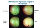 Nectarine Maturity Stages