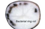 Bacterial Ring Rot