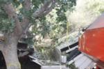 Trunk-shaking pistachio harvester trials: pistachios on the conveyer