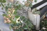 Trunk-shaking pistachio harvester trials: the process can result in some foliage loss