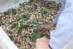 Trunk-shaking pistachio harvester trials: the harvesting bin