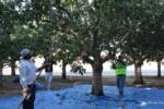 Trunk-shaking pistachio harvester trials: gleaning remaining pistachios after mechanical harvest