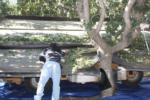 Trunk-shaking pistachio harvester trials: field check