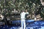 Trunk-shaking pistachio harvester trials: Dr. Uriel Rosa shields equipment which records video images for later analysis