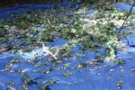 Trunk-shaking pistachio harvester trials: pistachios mix with foliage on collection tarps after experimental harvest