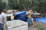 Trunk-shaking pistachio harvester trials: collection tarp is carried to a bin