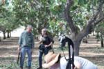 Trunk-shaking pistachio harvester trials: Drs. Uriel Rosa and Louise Ferguson are a little out-of-focus after a long day in the orchard