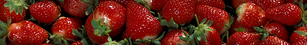Strawberry soilborne diseases