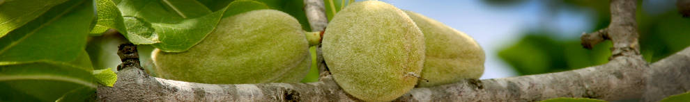 Pistachio & Almond Nutrient Management