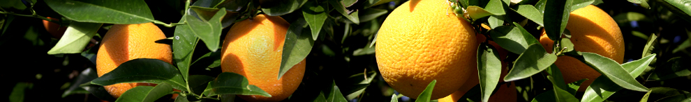 Asian Citrus Psyllid Distribution and Management