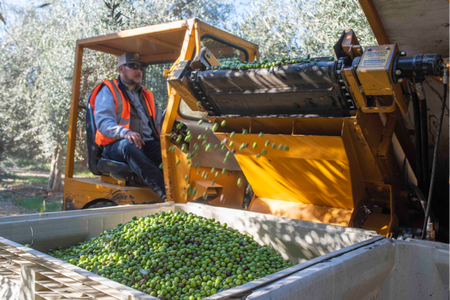 olive harvest.