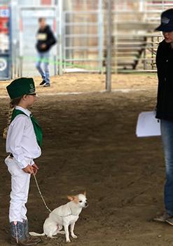 Primary Showing Obedience at Dog Show Tera Galea Judge