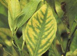 Nutrient deficiency leaf yellowing