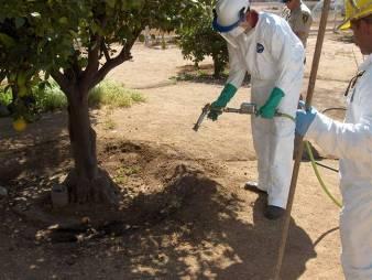 Soil application of systemic insecticide by licensed applicator for sustained control of ACP. Photo credit: CDFA