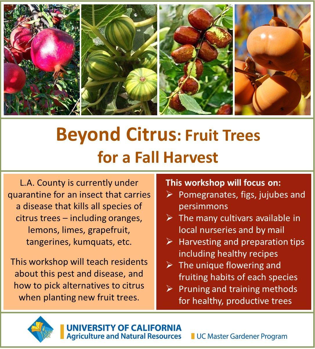 Beyond Citrus - Fall Fruit