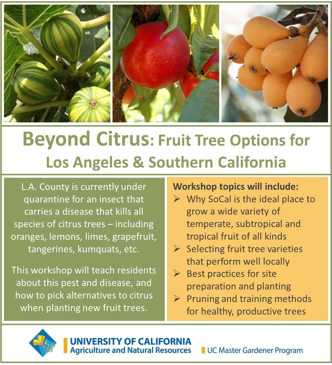 Beyond Citrus - Fruit Tree Options