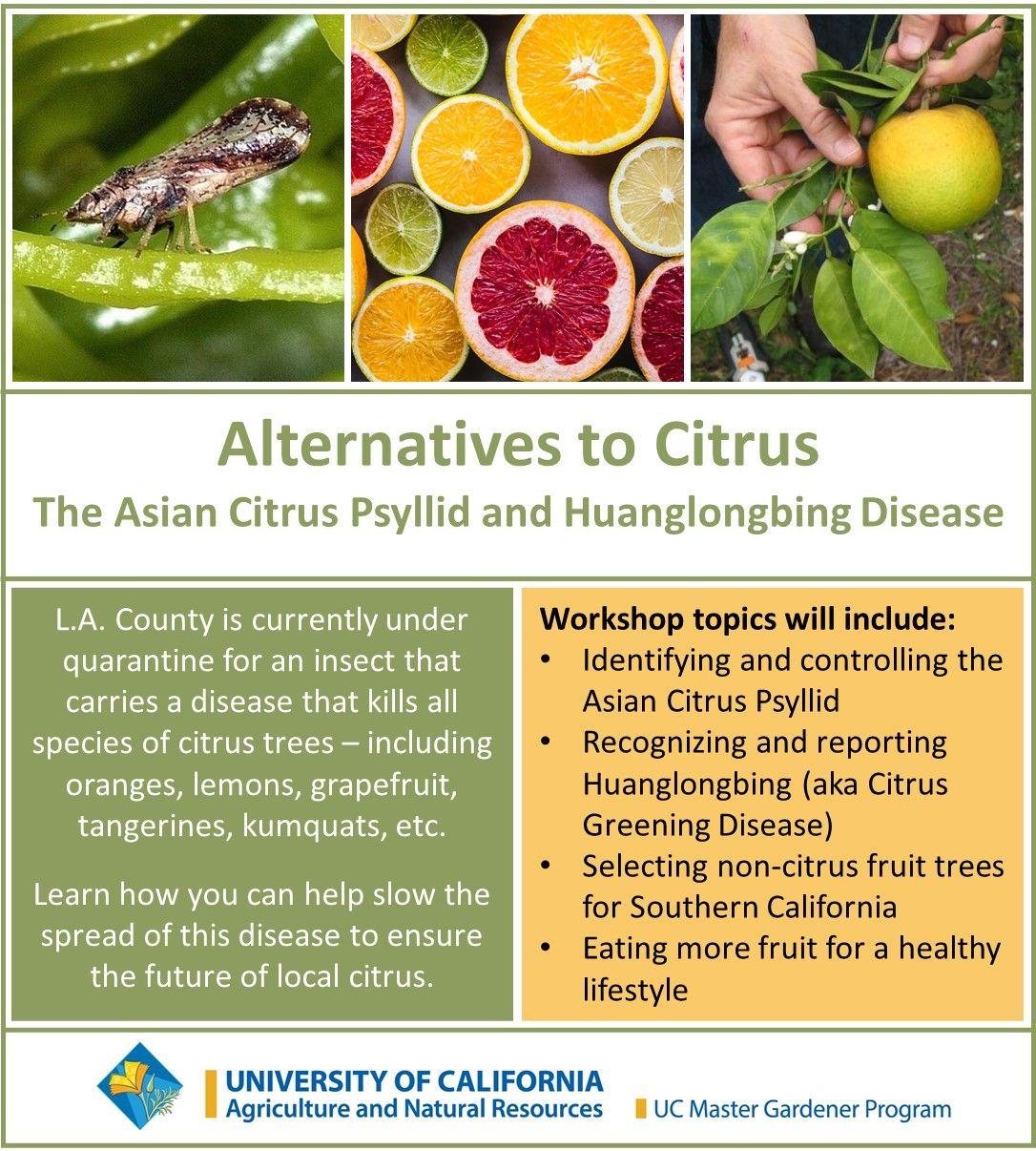 Alternatives to Citrus