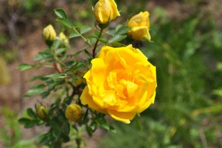 Yellow Rose 116181