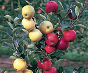 Grafted_apple_tree_with_two_varieties