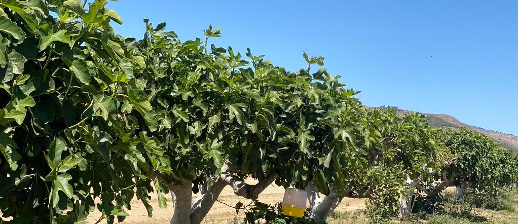 McPhail-type trap in a fig orchard (Photo: V. Ebrahimi)