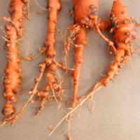 root-knot nematode damage on carrots