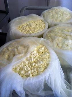 Cheese in process