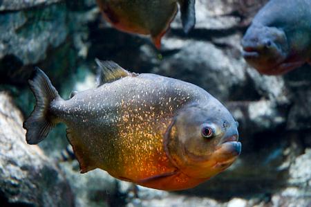 Red bellied Piranha. Photo by Gregory Moine. (commons.wikipedia.org)