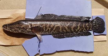 Northern Snakehead. Buck Albert. ©  2003 US Geological Survey.