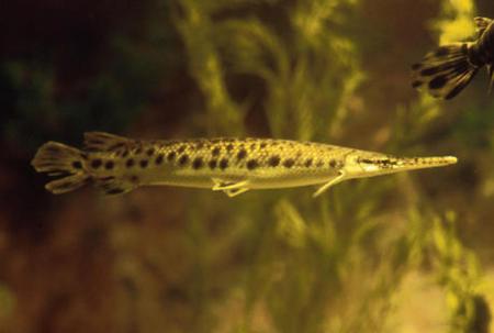 Spotted Gar. © US Fish and Wildlife Service.