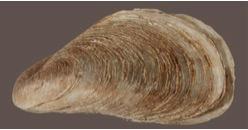 False Dark Mussel. © 2011 R.W. Garrison & N. von Ellenrieder, CDFA Diagnostics Center
