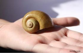 Apple Snail. Michelle Lande © 2013 Regents, University of California