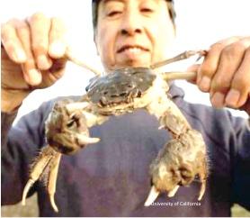 Chinese Mitten Crab. © 2000 Regents, University of California