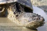 snapping turtle 150