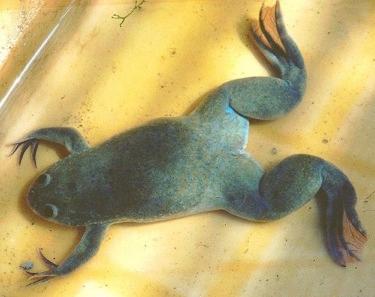 African Clawed Frog. © Michael Linnenbach (commons.wikimedia.org)
