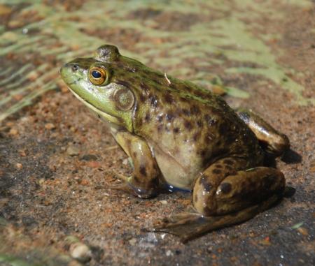 American Bullfrog. © B Kimmel (commons.wikimedia.org)