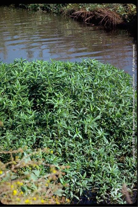Alligator Weed plants at shoreline. D.O. Clark. © 2007 Regents, University of California