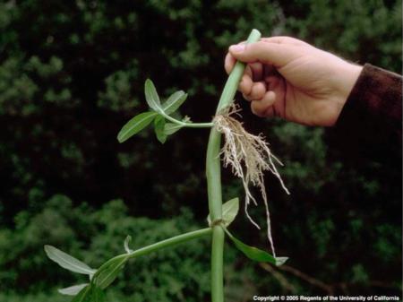 Alligator Weed stem with shoots and roots close-up. Courtesy IPC Program. © 2005 Regents, University of California