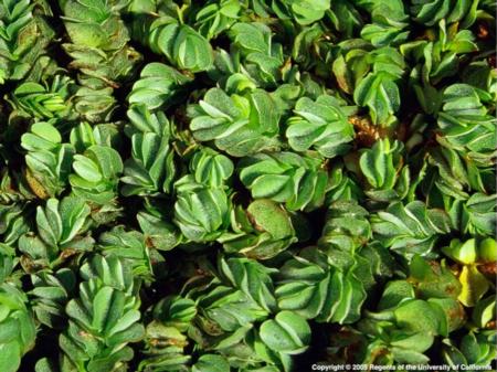 Giant salvinia close-up in mat. D.W. Kratville. © 2005 Regents, University of California